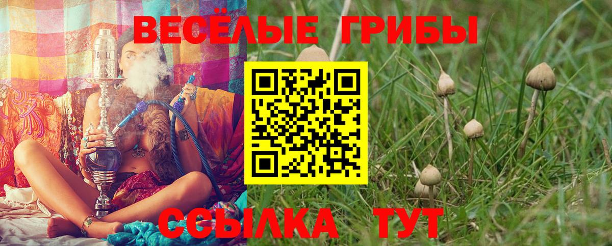 Галлюциногенные грибы Psilocybe  Вход с VPN  Лесной 